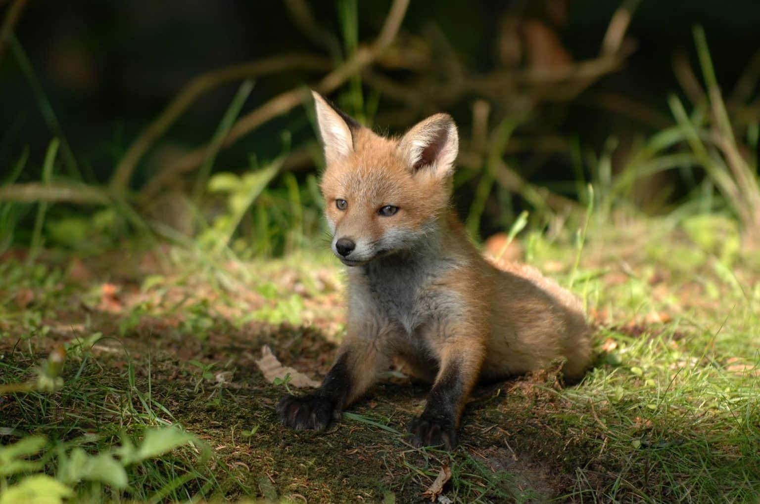 An small fox sitting in the grass