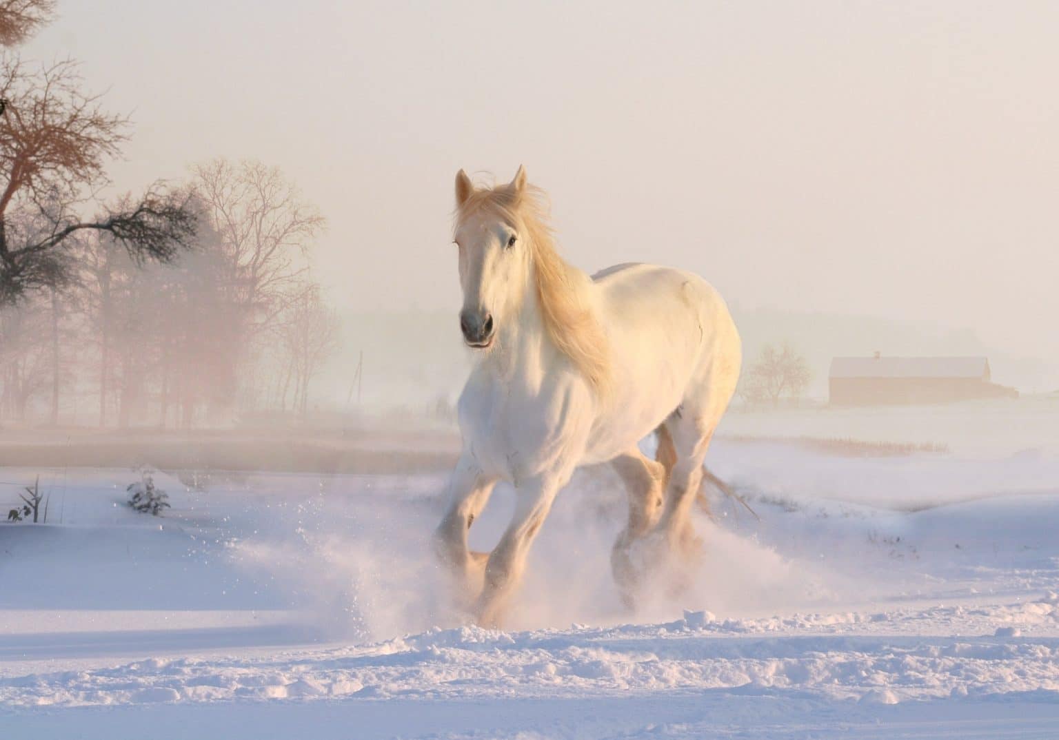 White horse running through the snow