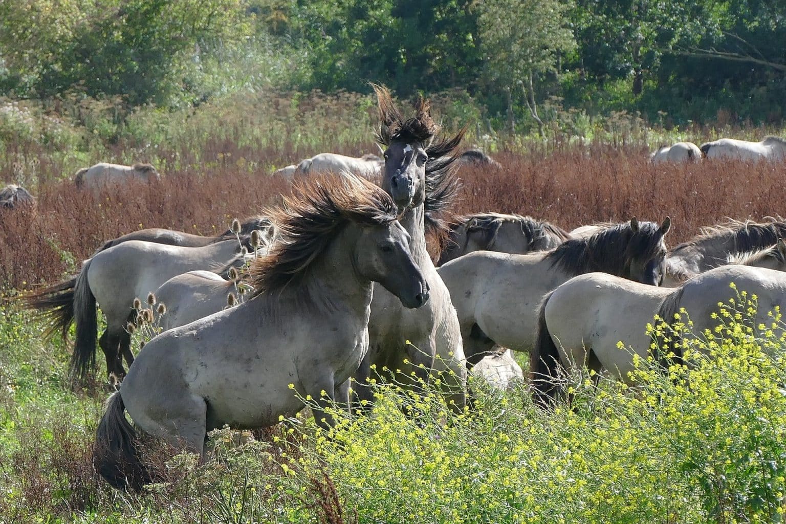 A herd of brown horses