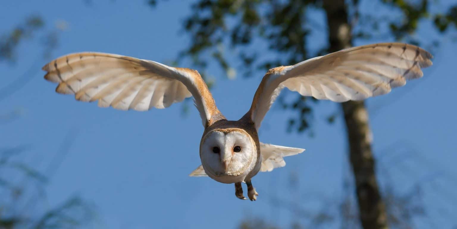An owl flying