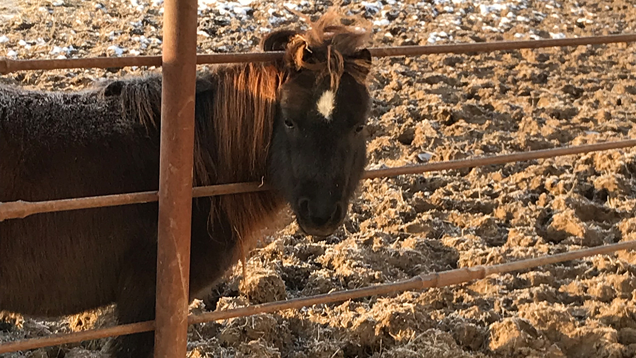 Miniture horse with head poling through fence rails