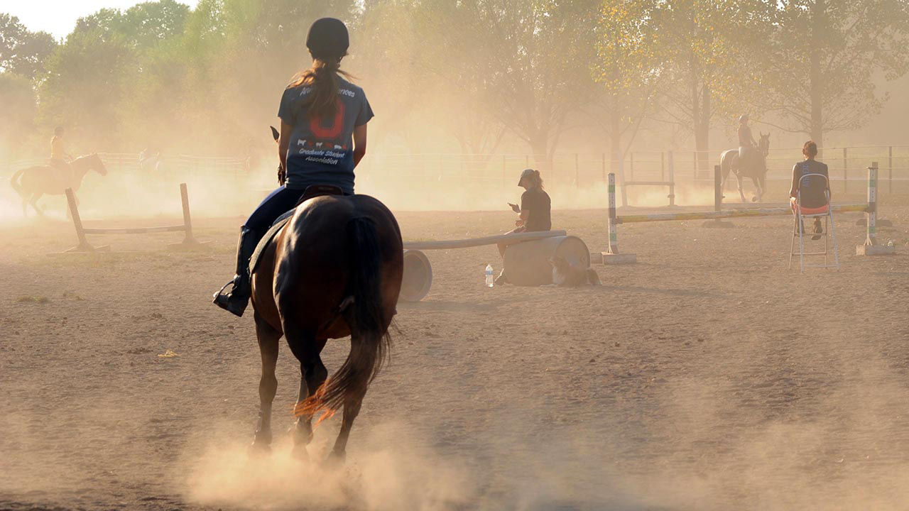 horse and riding from the back with instructor and other horses in dusty background