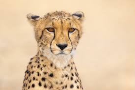 A portrait of a cheetah