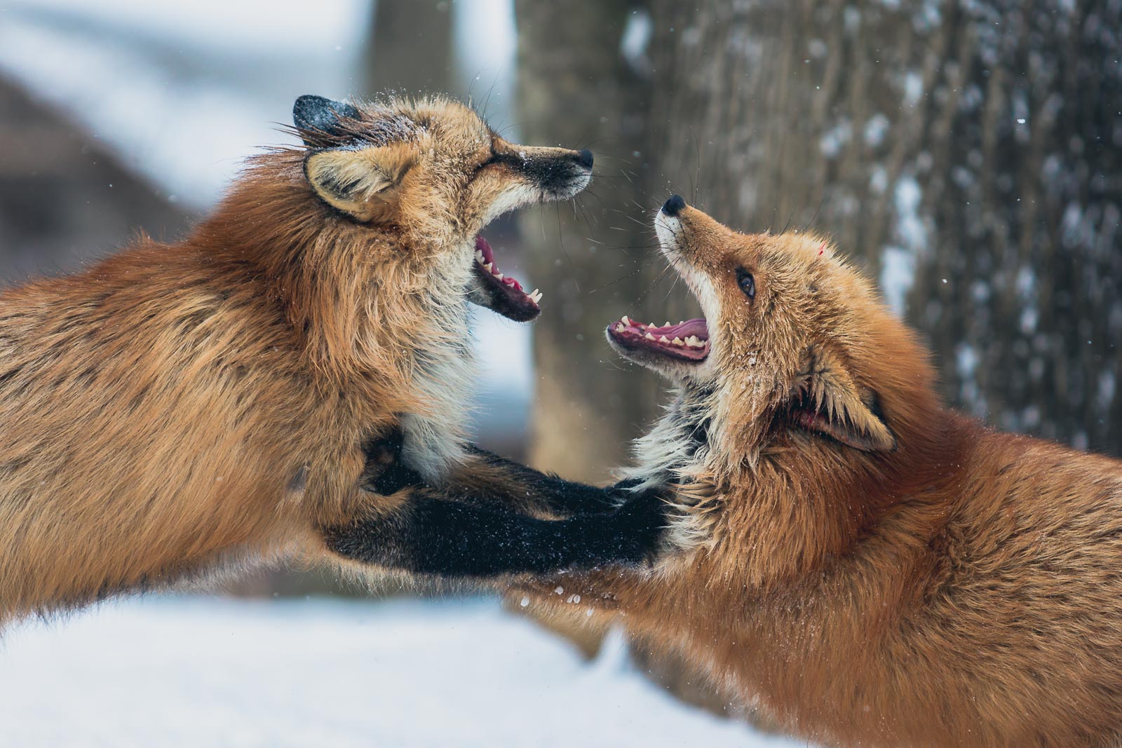 Two playing foxes