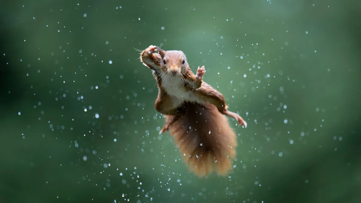 A squirrel flying