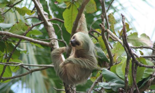 A sloth in Costa Rica