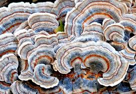 Turkey Tail