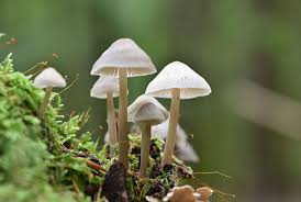 Psilocybin