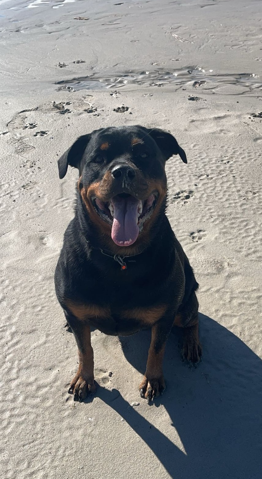 Adult Rottweiler Luci Von Melonhead sitting on a sandy beach at Saltair, looking charming and lovable