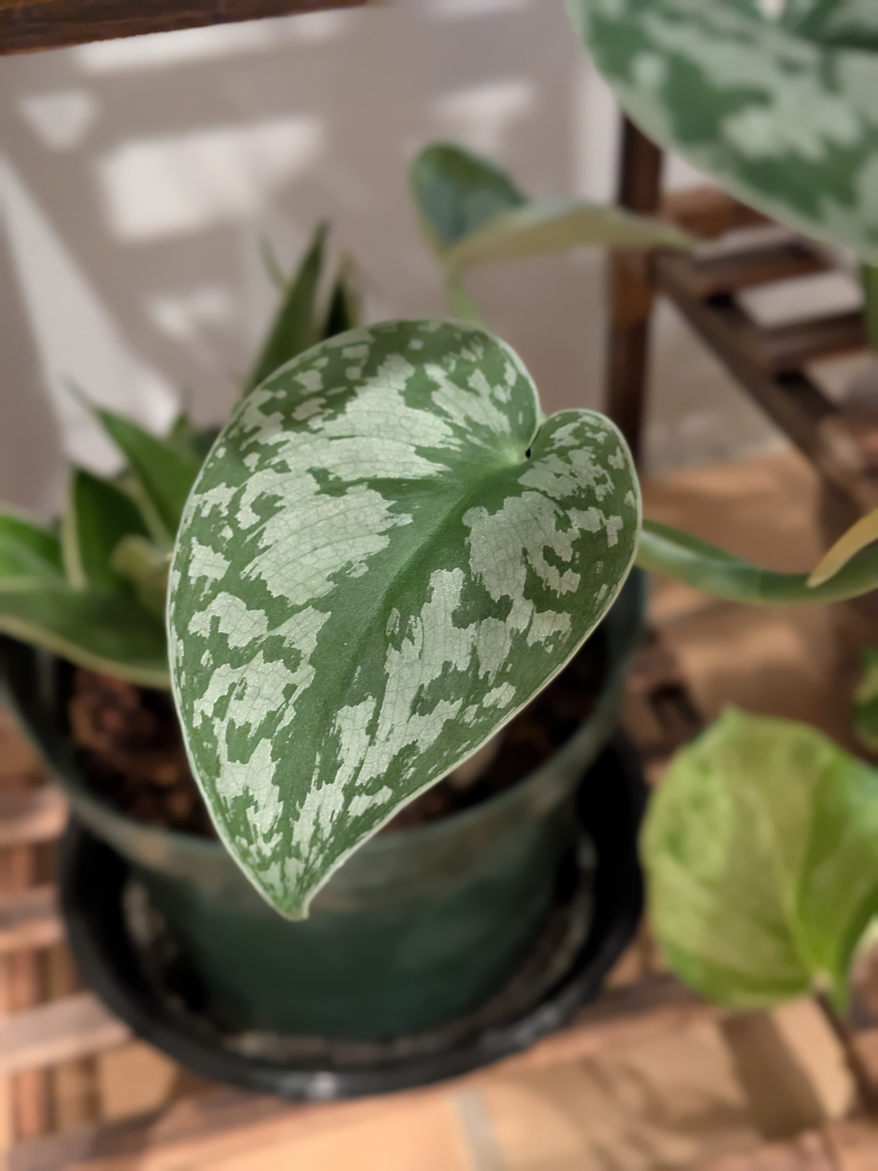 Satin Pothos
