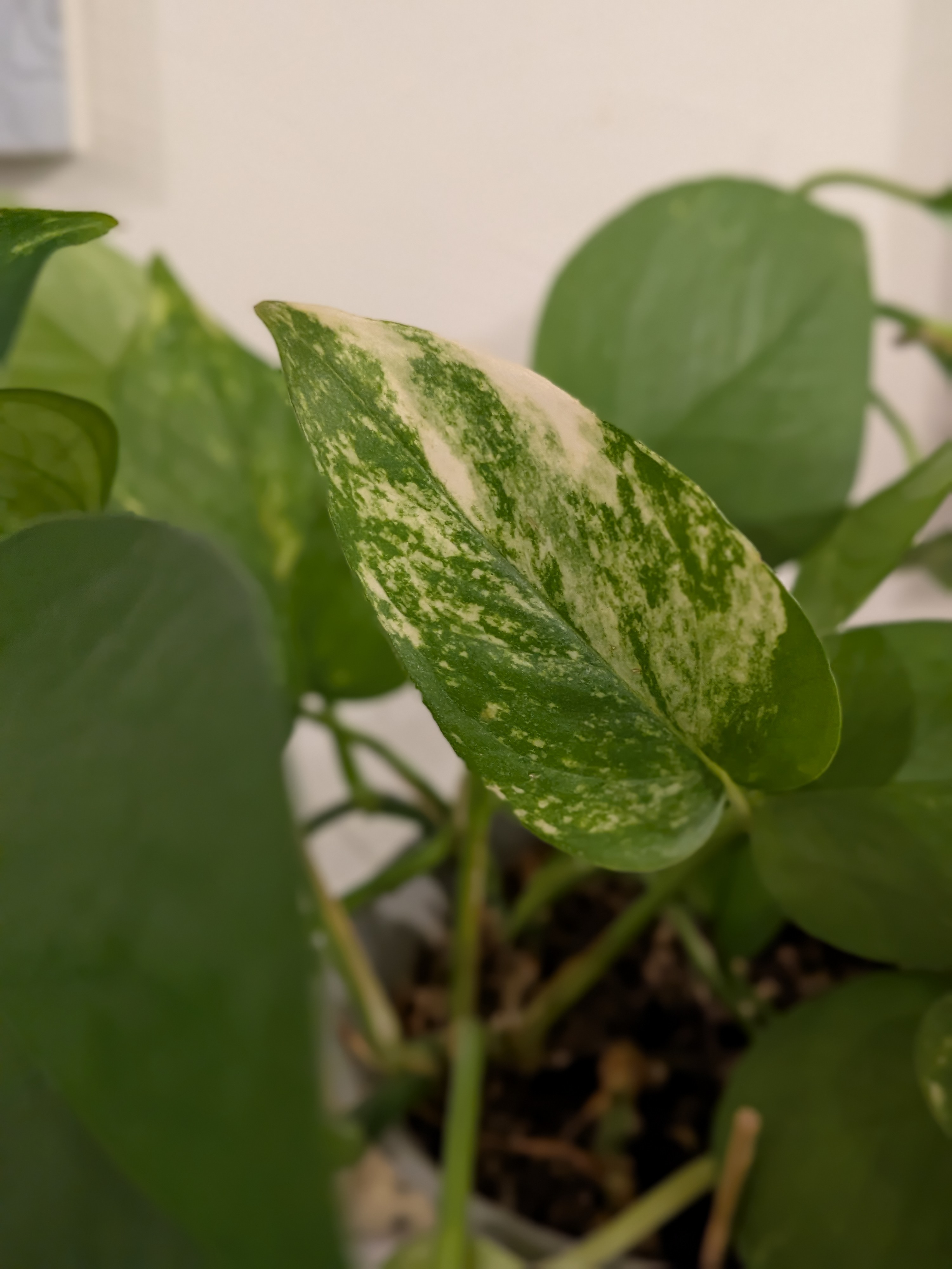 Varigated Pothos