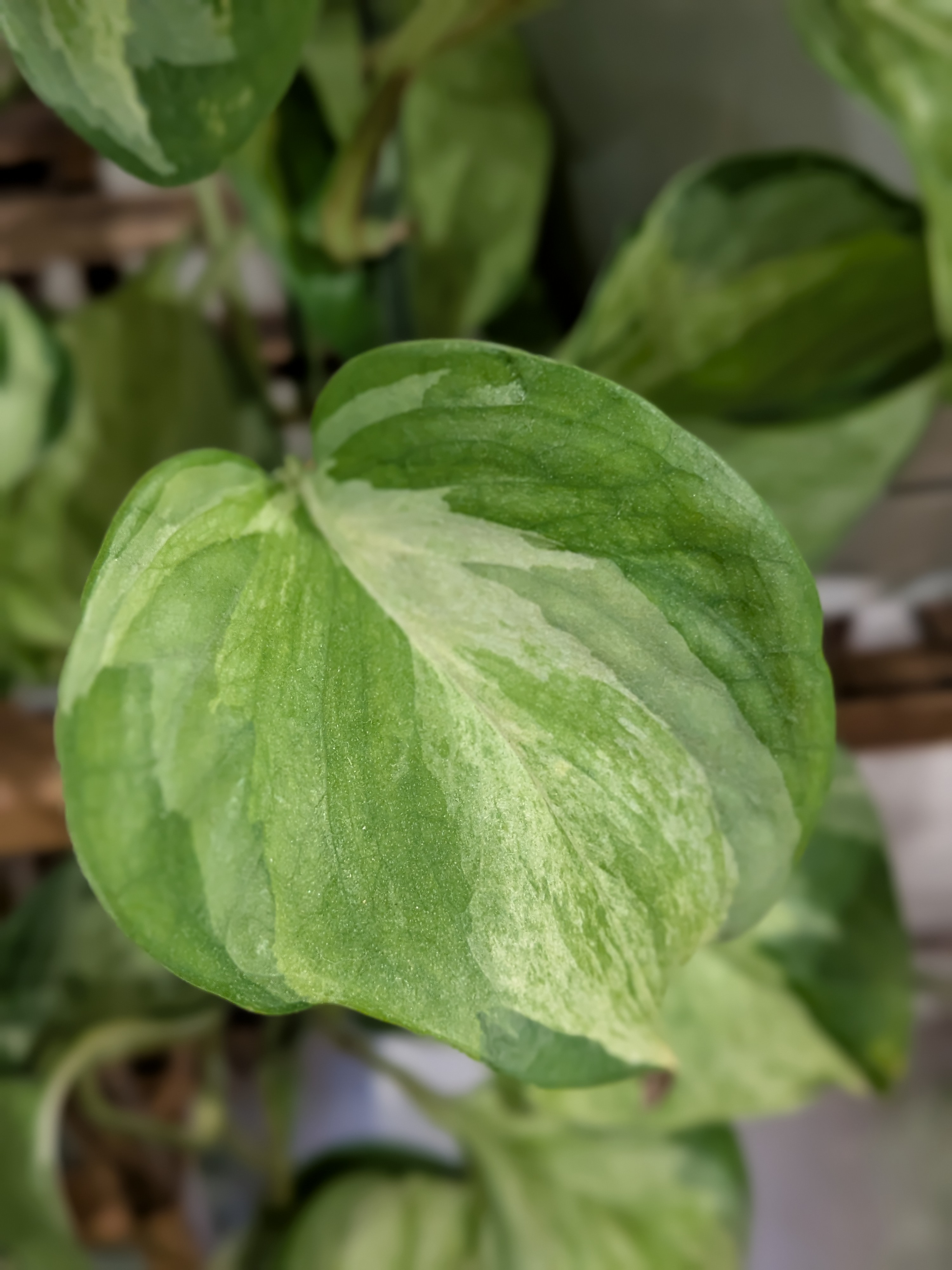 Manjula Pothos
