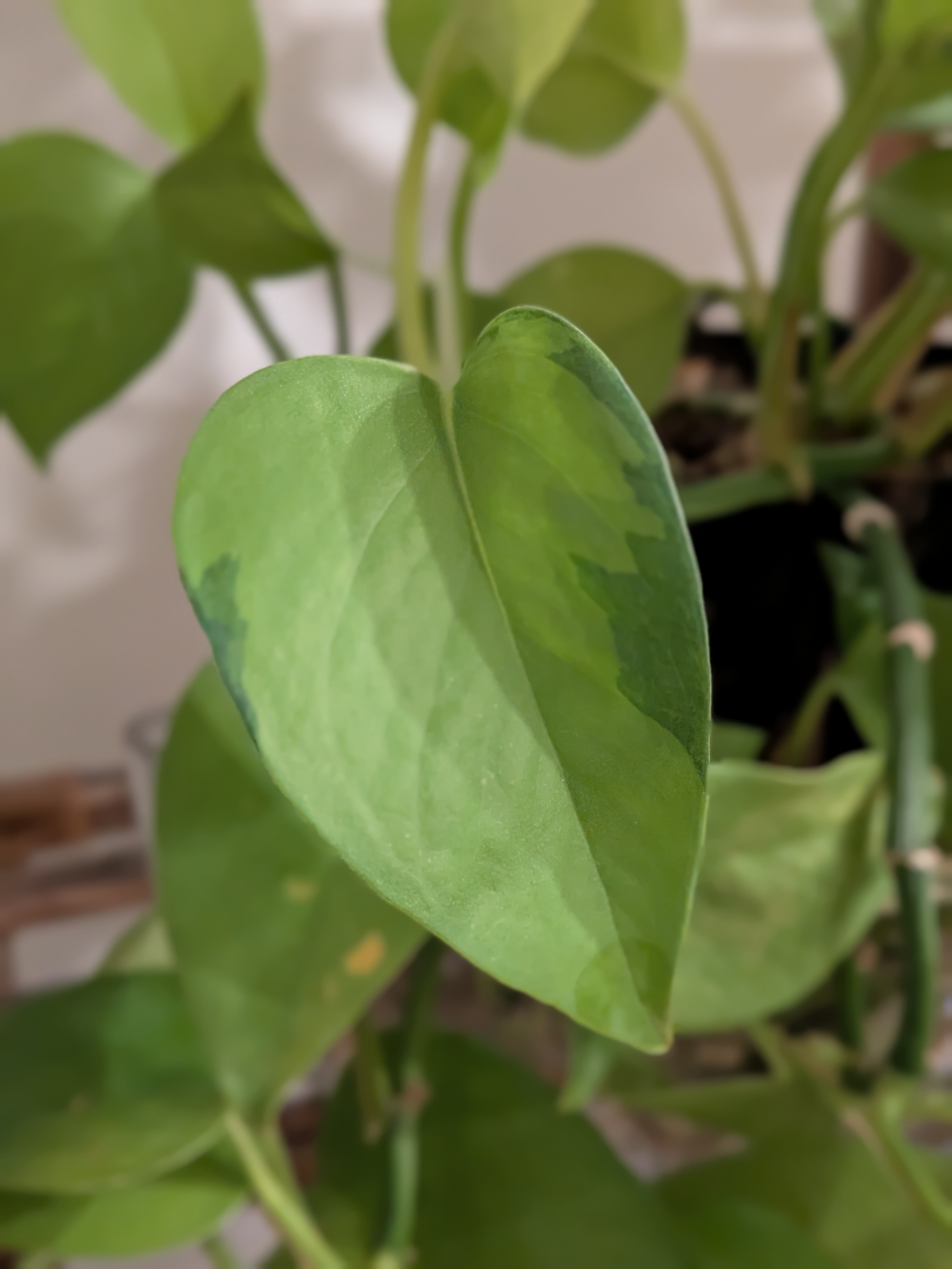 Neon Pothos