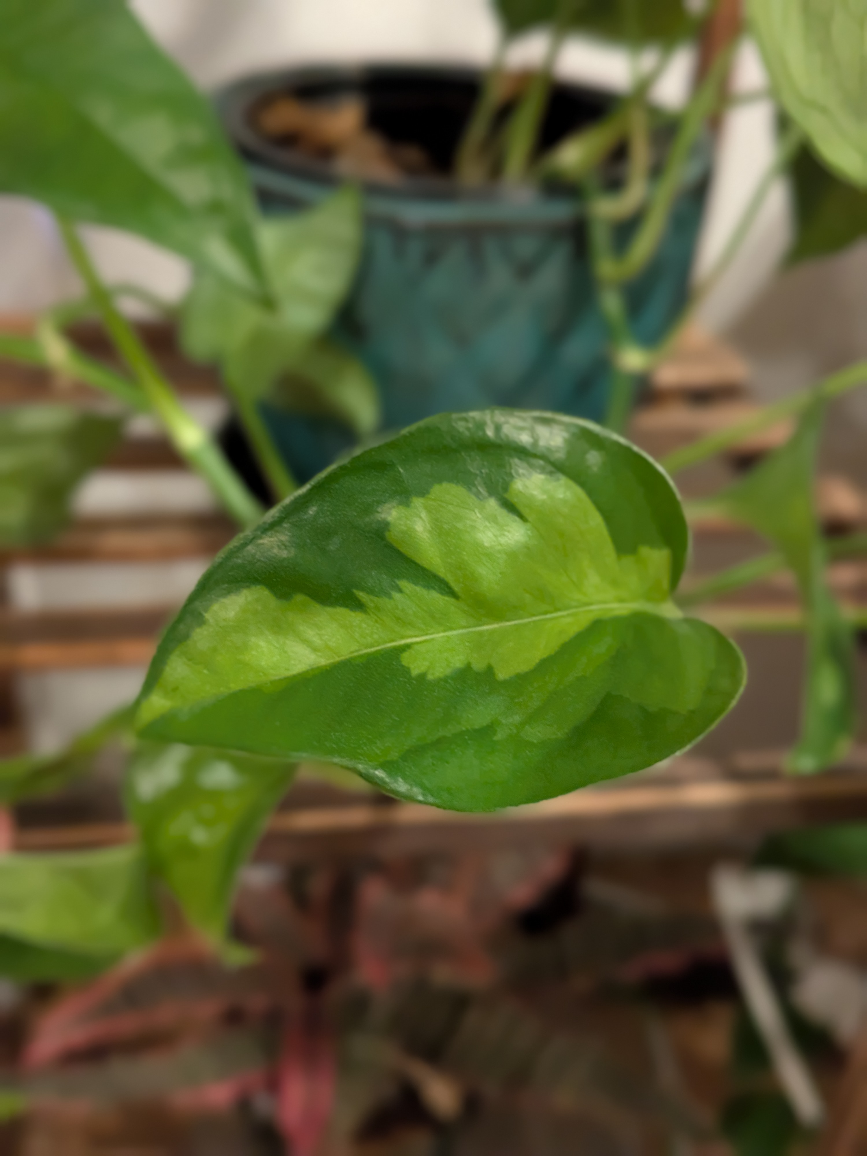 Global Green Pothos