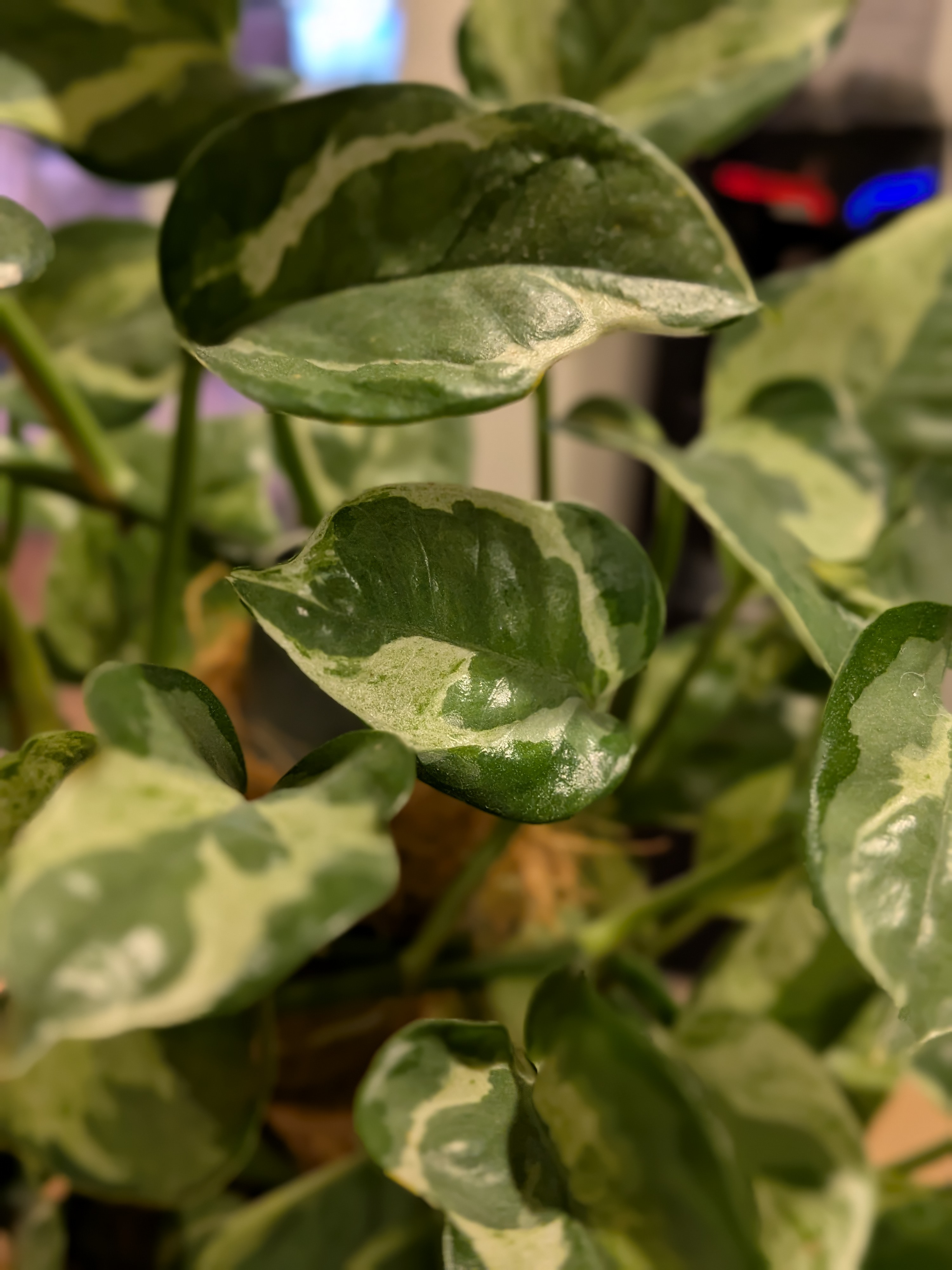 Pearls and Jade Pothos
