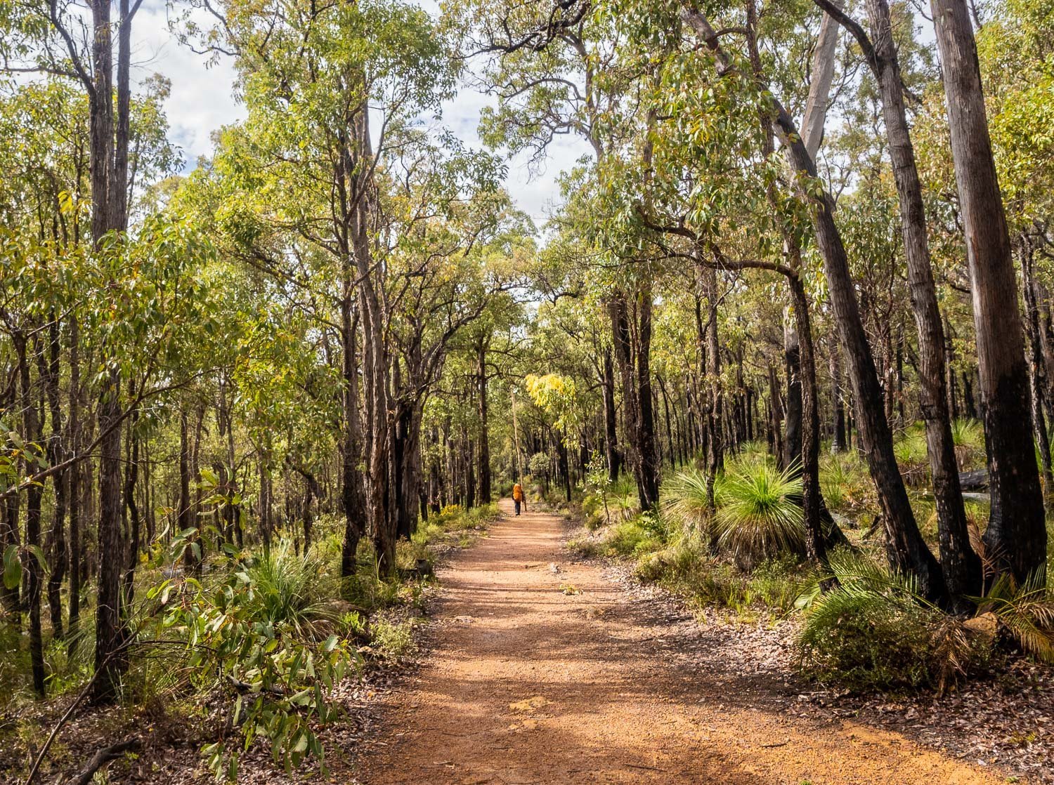 Bibbulmun Track Forest