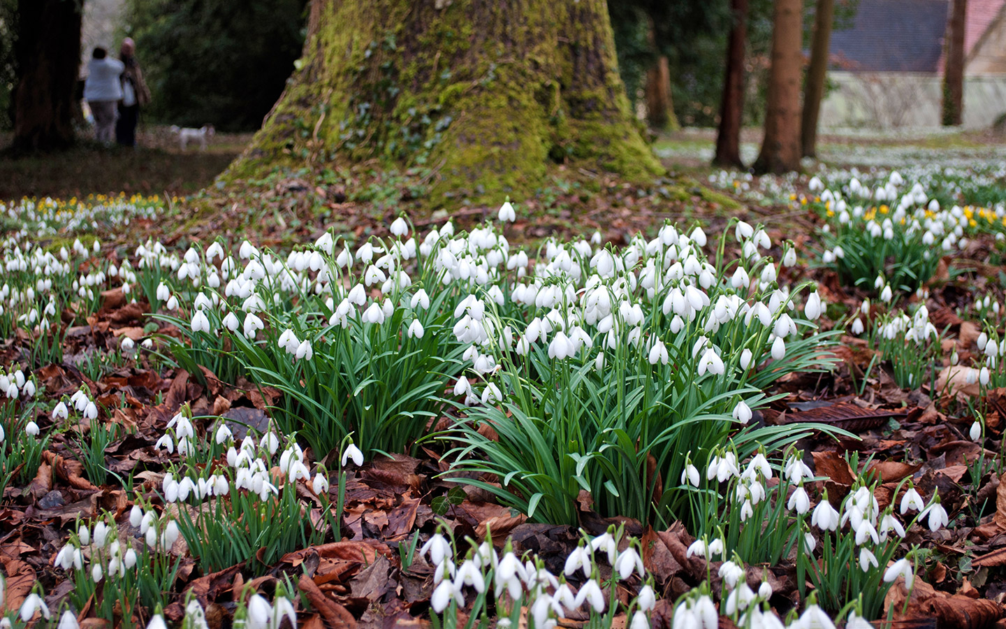 Snowdrops under a tree