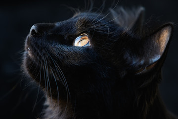 Black cat