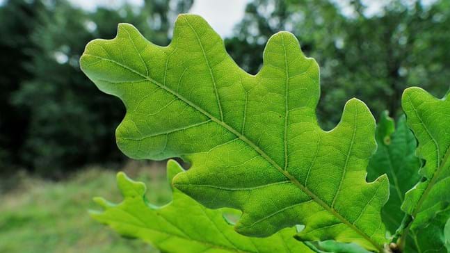 oak leaf