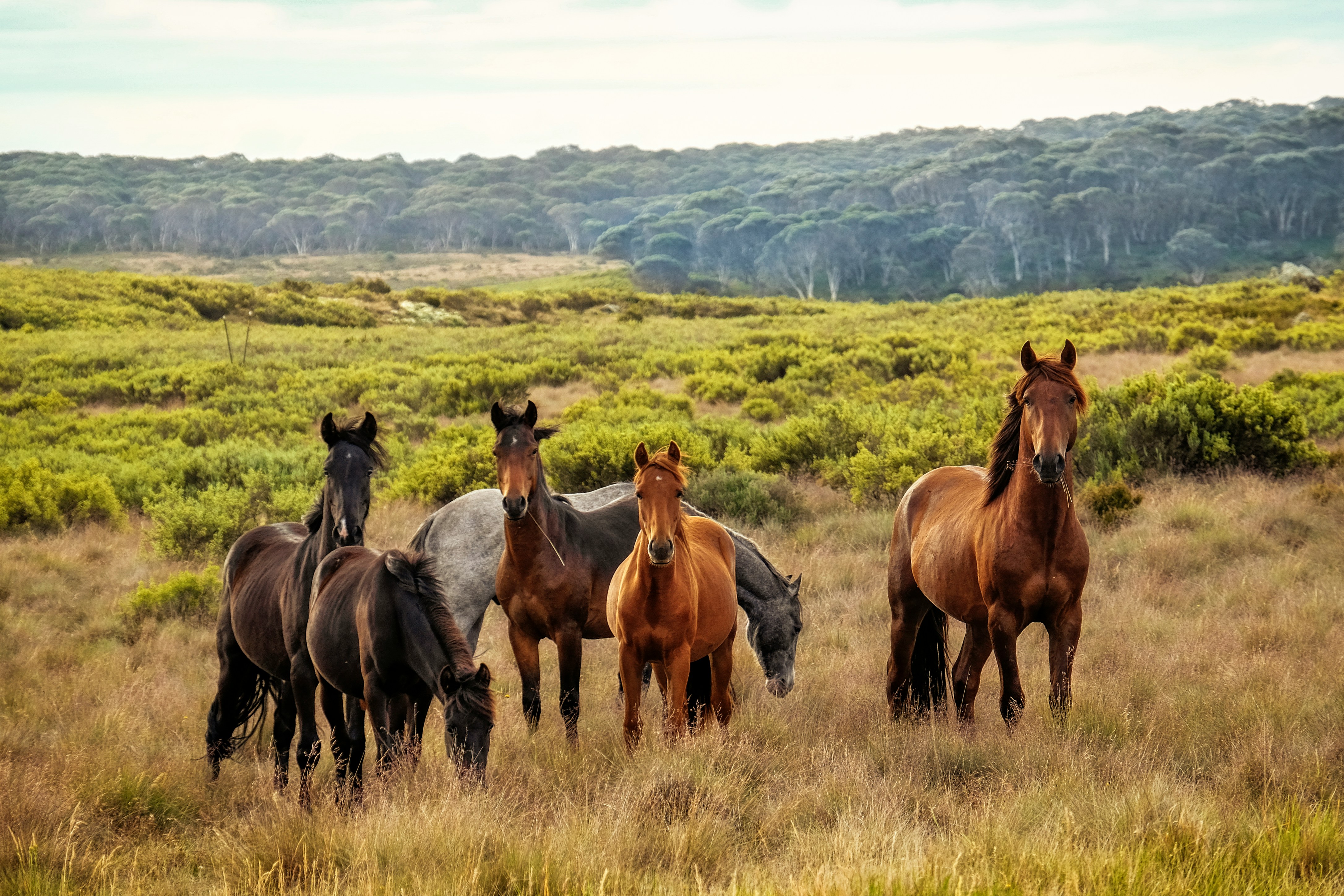 Horses in a field