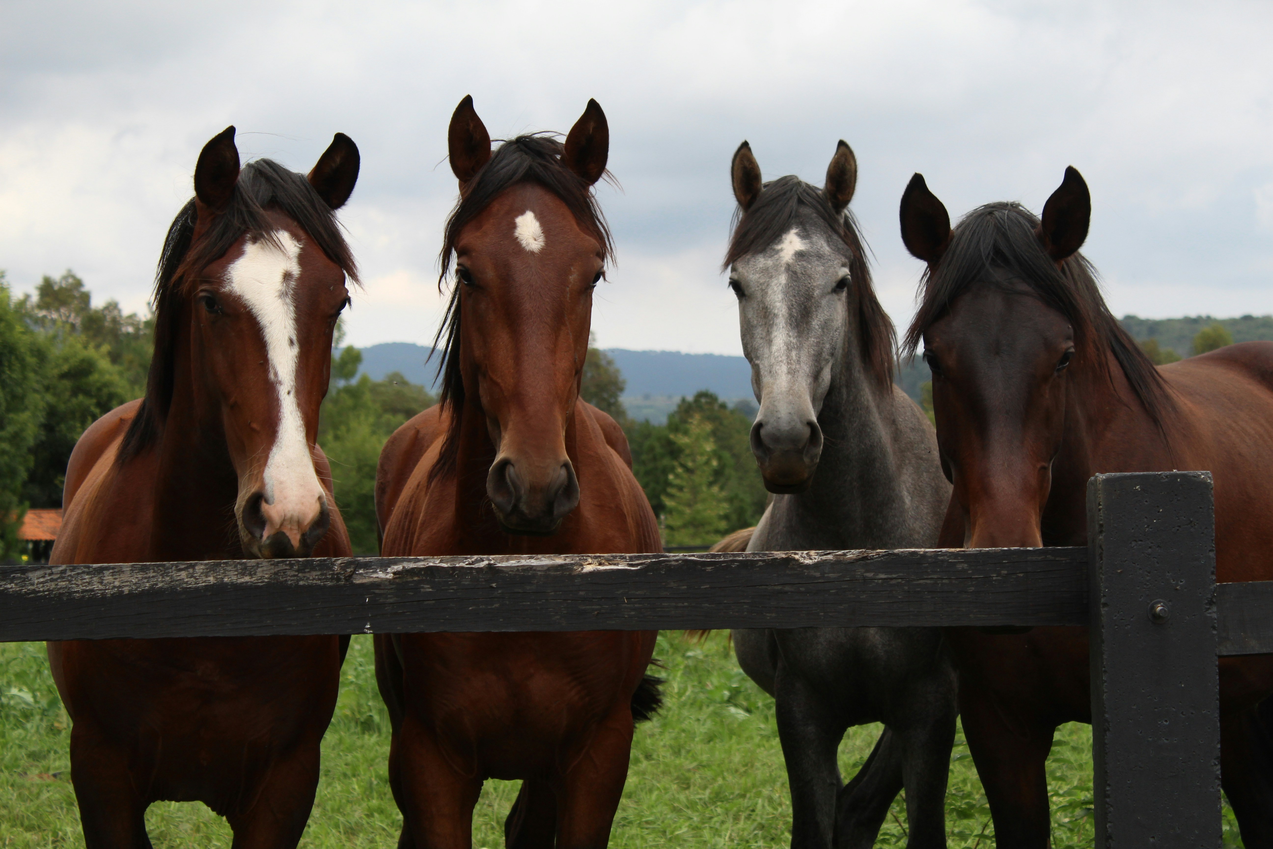 Horses behind a fence