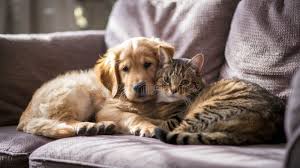 Animals = Love & Fun