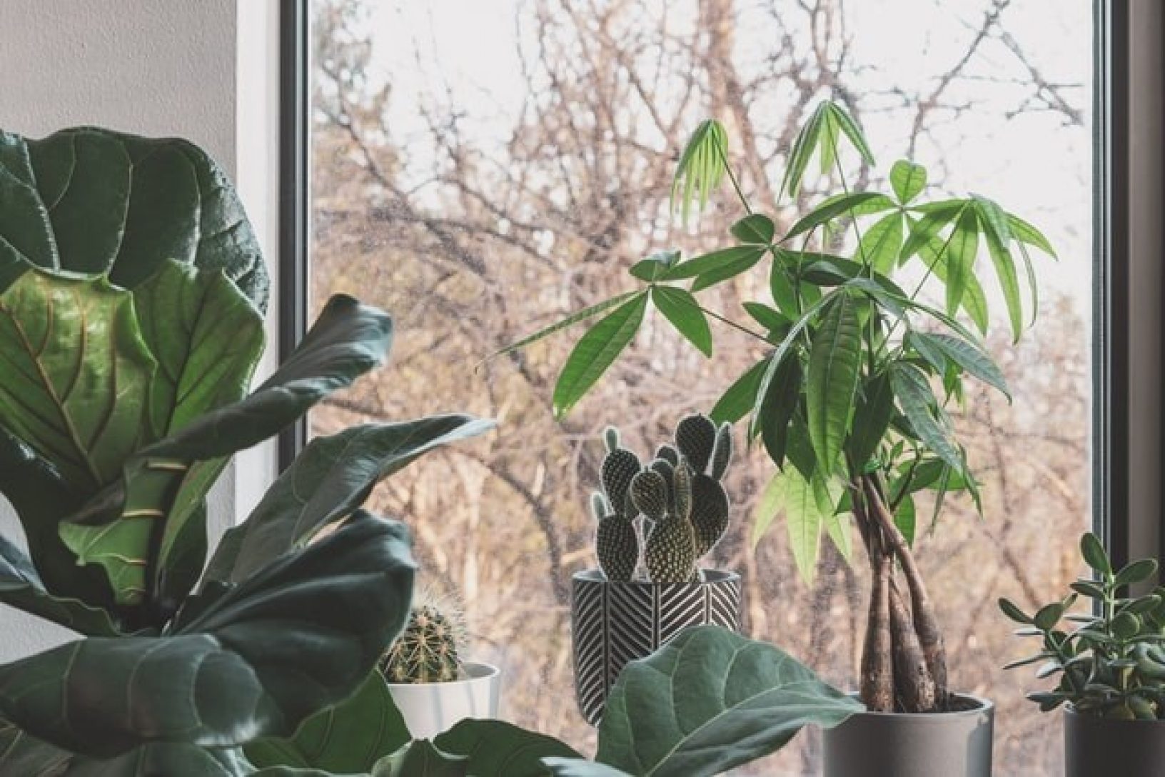 indoor plants