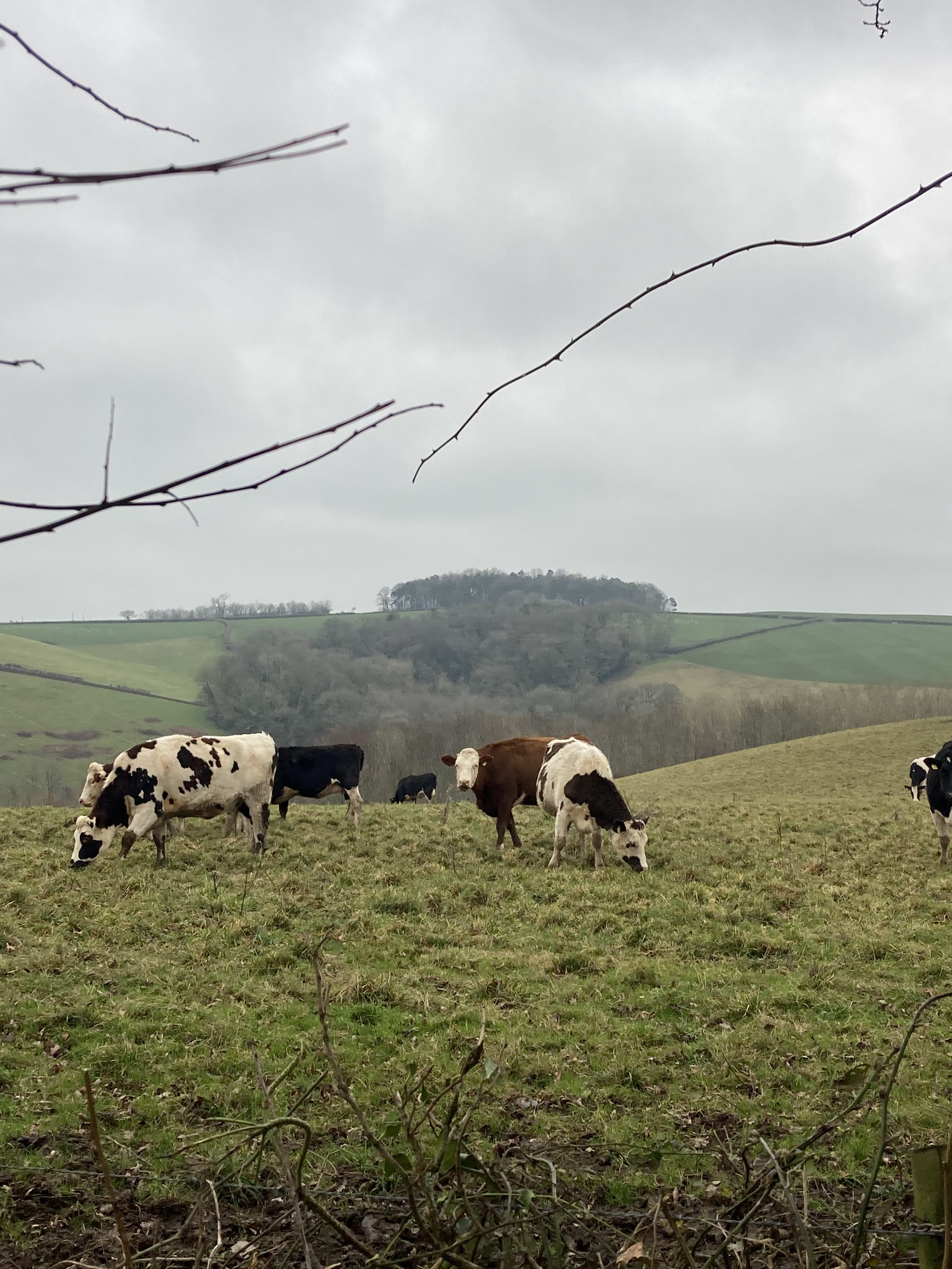 cows on Dartmoor