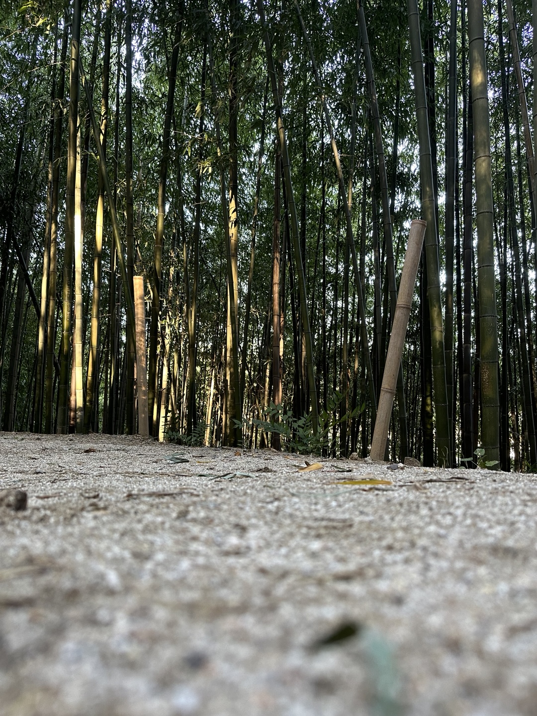 Damyang Bamboo Forest