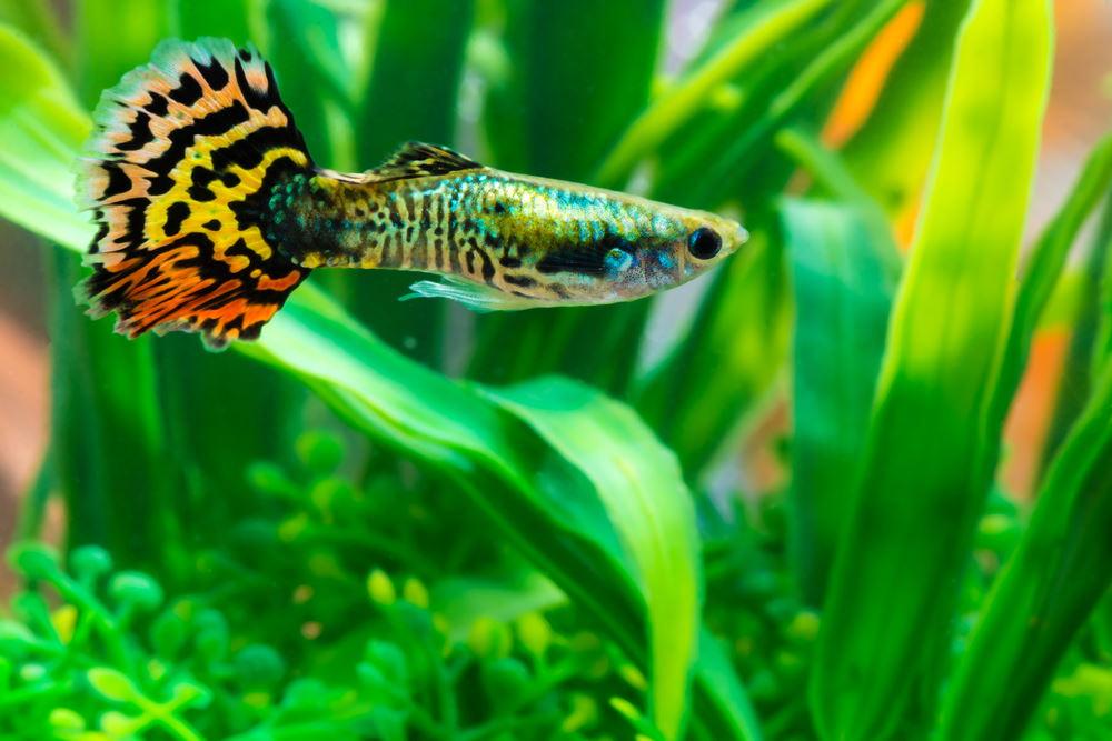 Photo of a guppy in a planted fish tank
