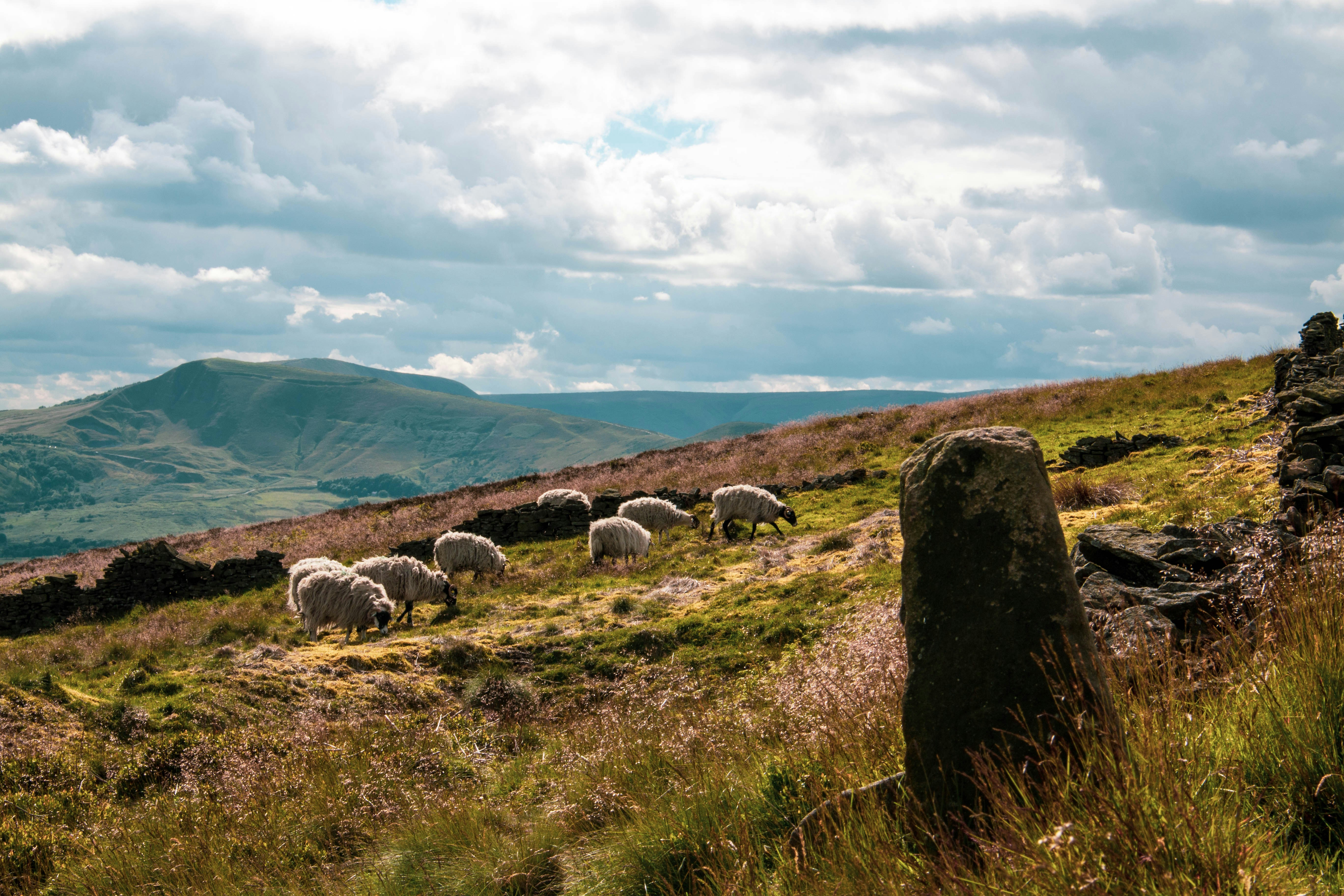 Sheep View in the Peaks