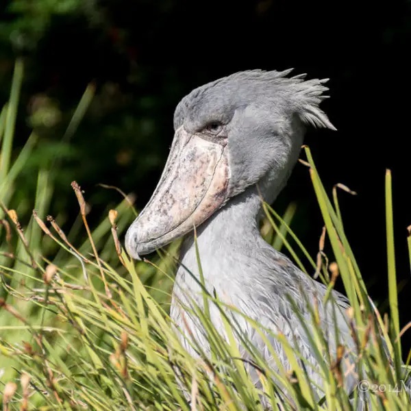 An image of a shoe-bill stork