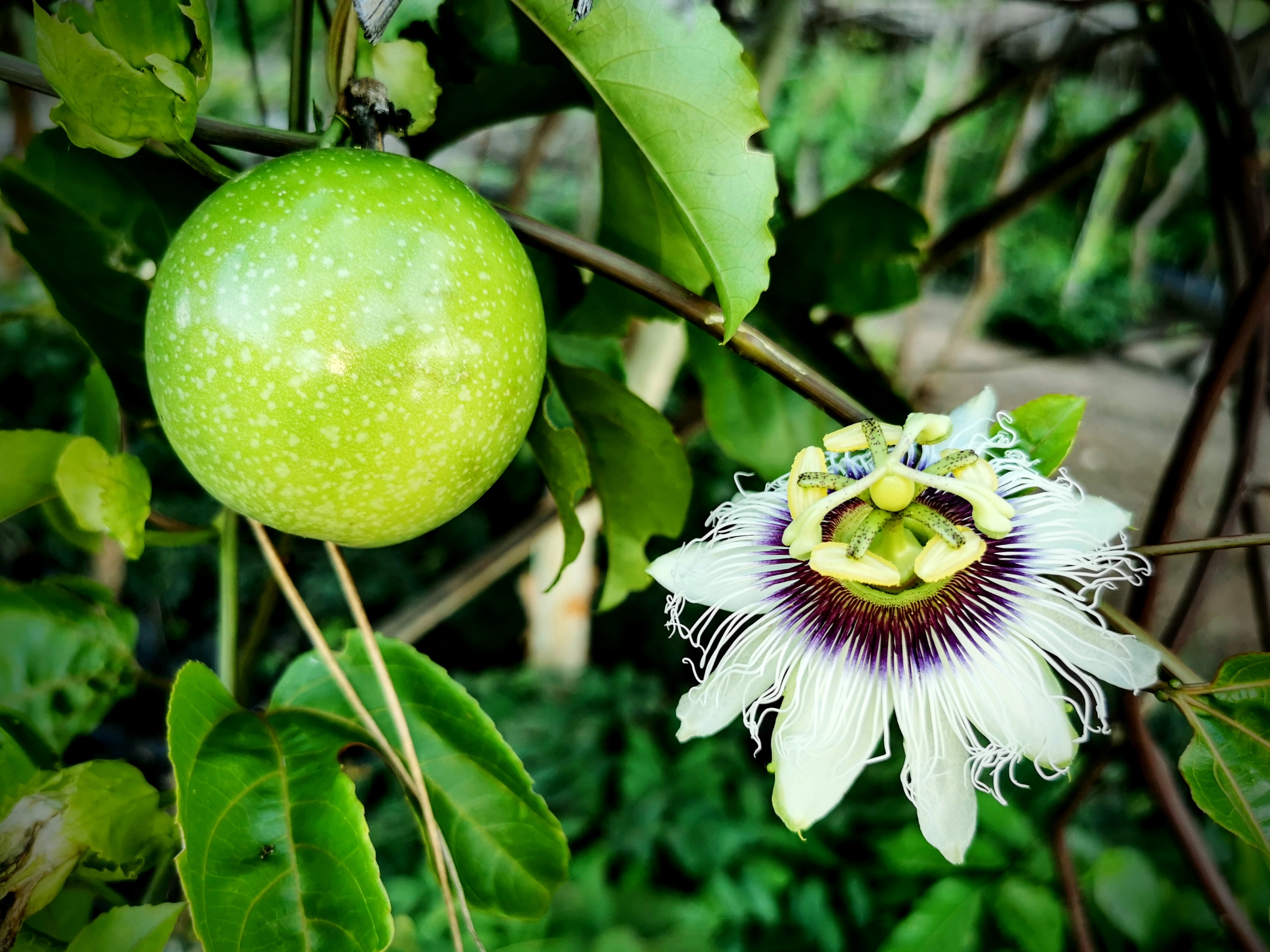 Granadilla fruit flowering at Phingo farm