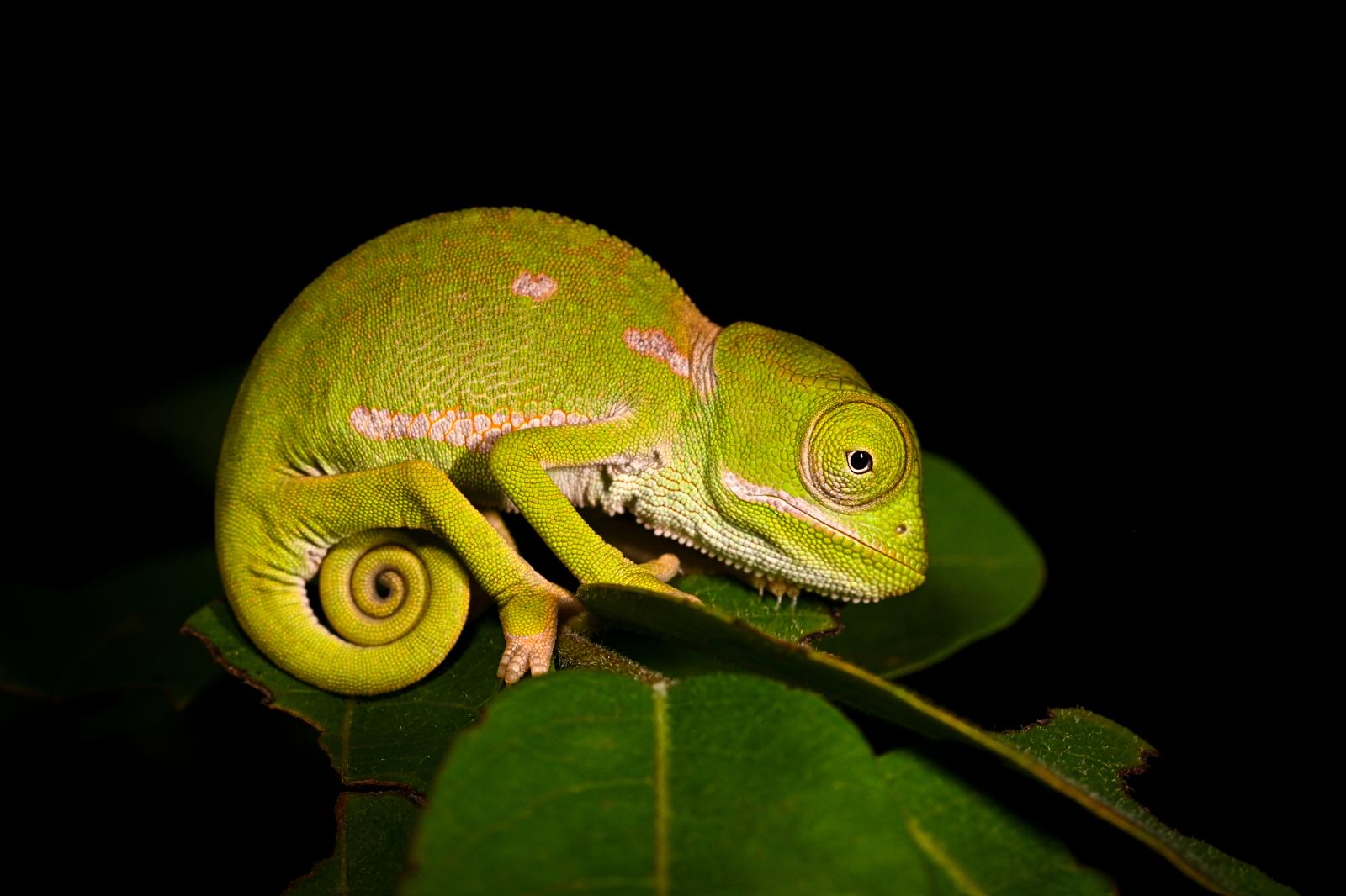Chameleon pictured at Phingo farm