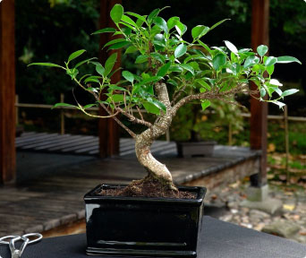 ficus-bonsai
