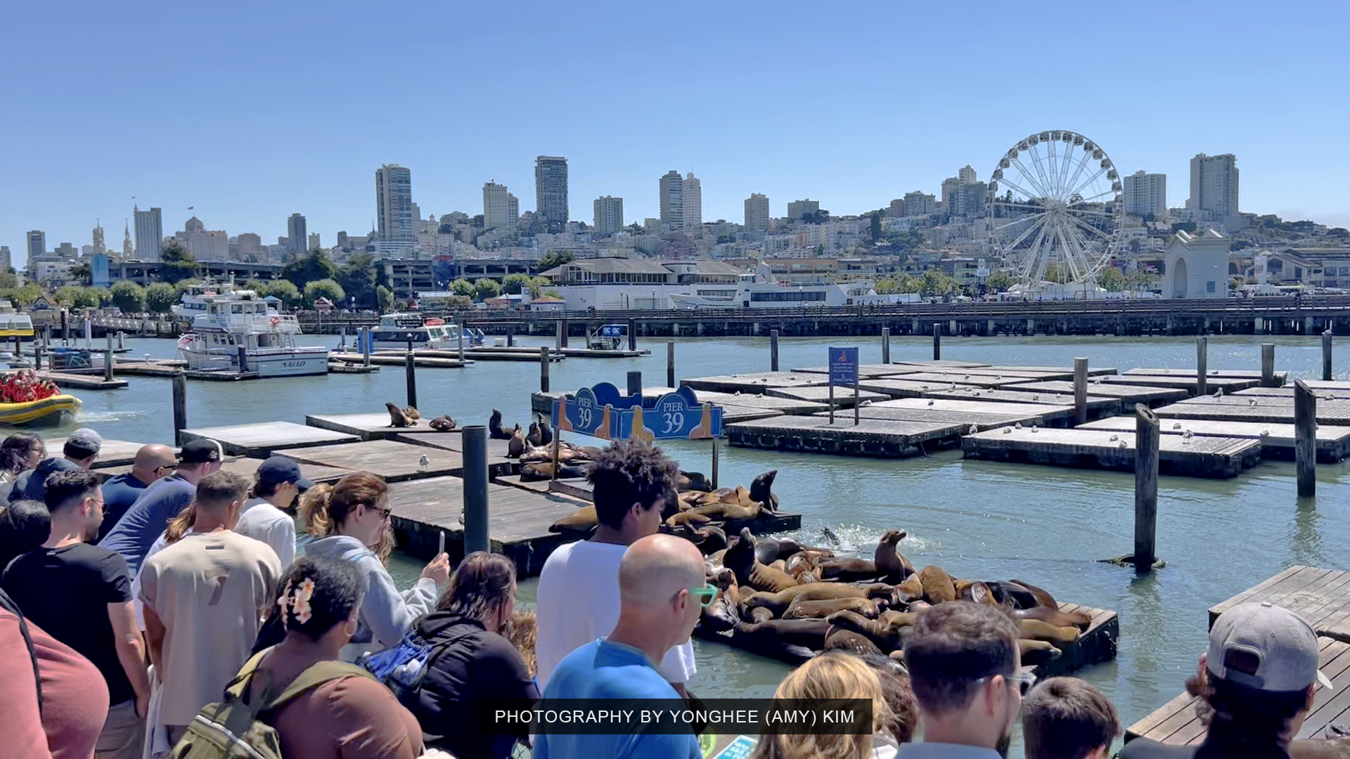 Sea Lions at Pier 39 in San Francisco, California