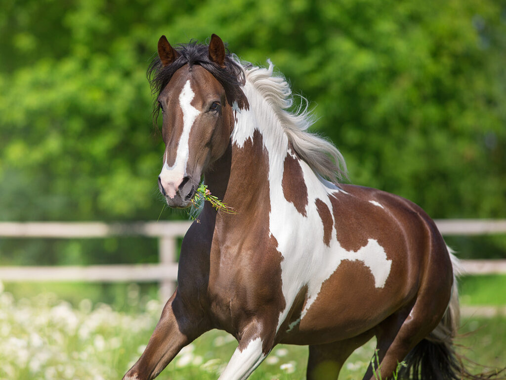 paint horse