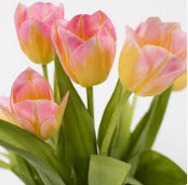 tulips