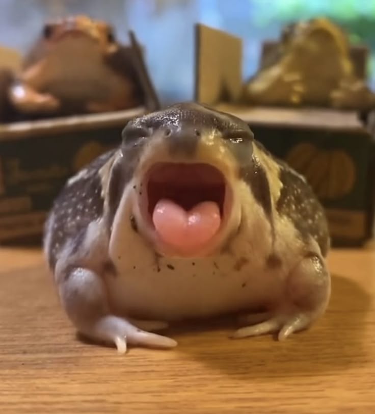 Common rain frog yawning