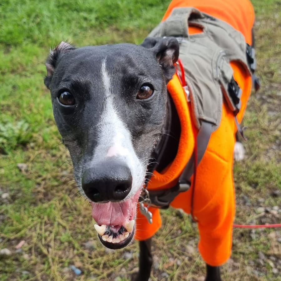 Happy Whippet