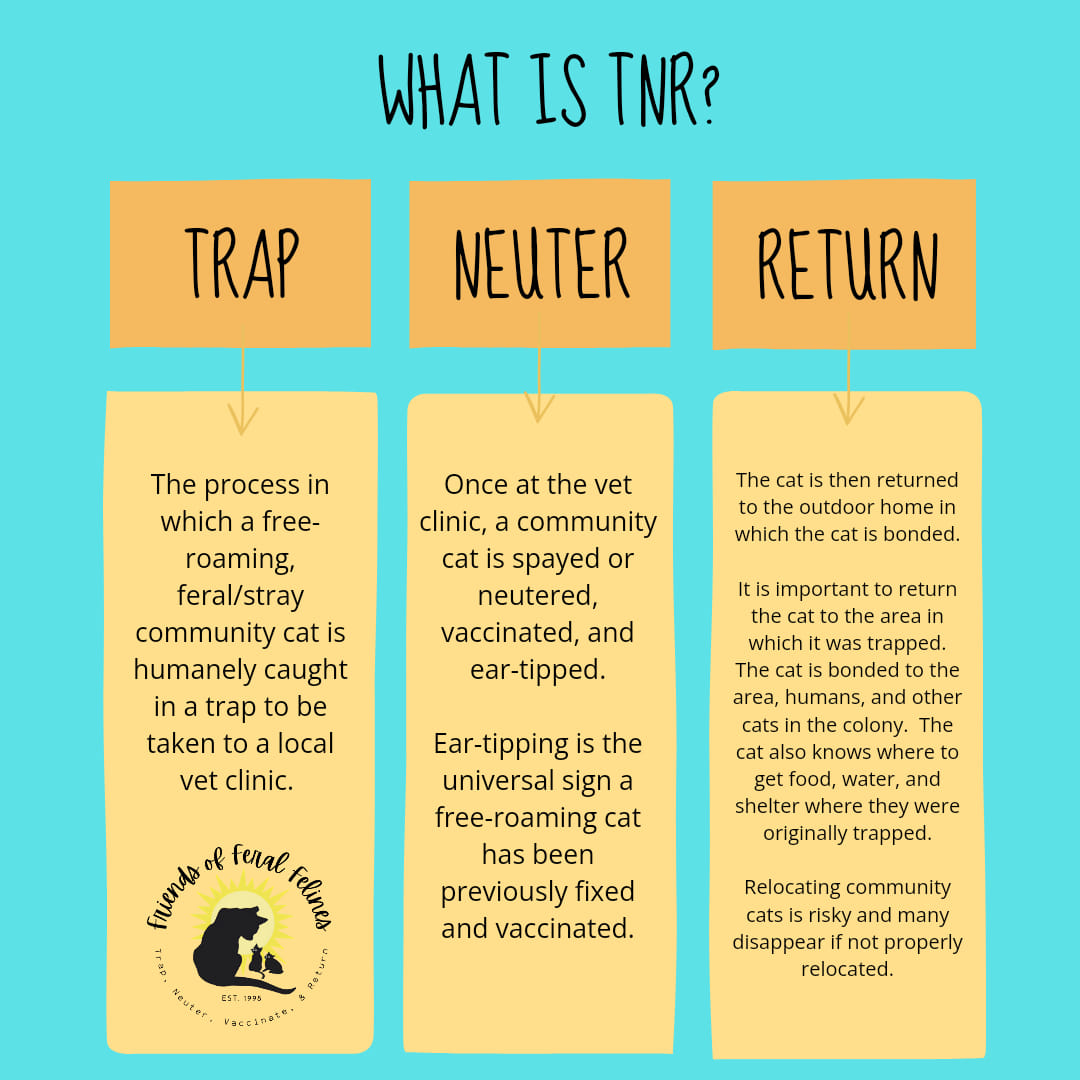 Info graphic on how to trap and Trap-Neuter-Return feral cats