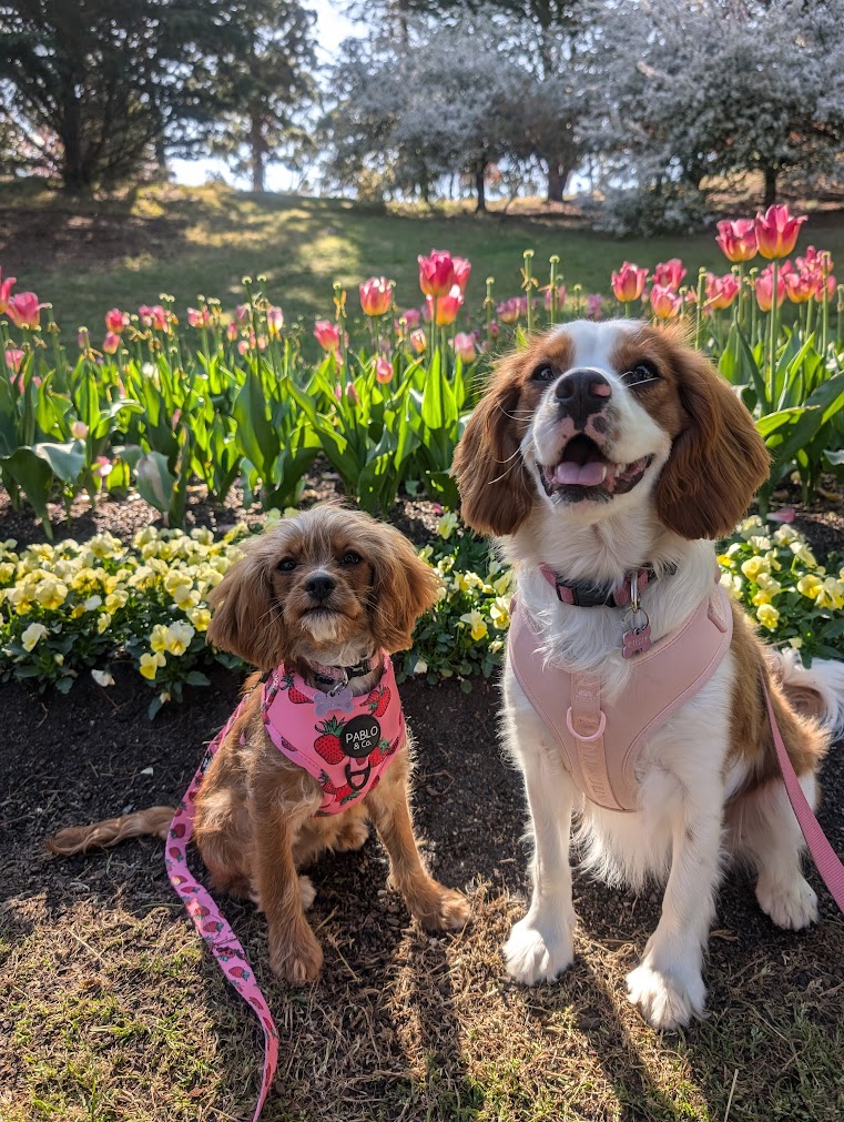 A picture of two cavoodles, one small red cavoodles with a pink harness, and one bigger blenheim with a light pink harness, in front of some flowers.