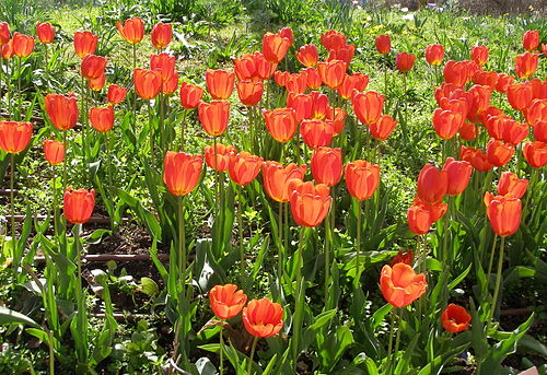 Tulip Garden