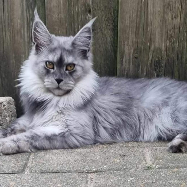 blue Smoke Maine Coon