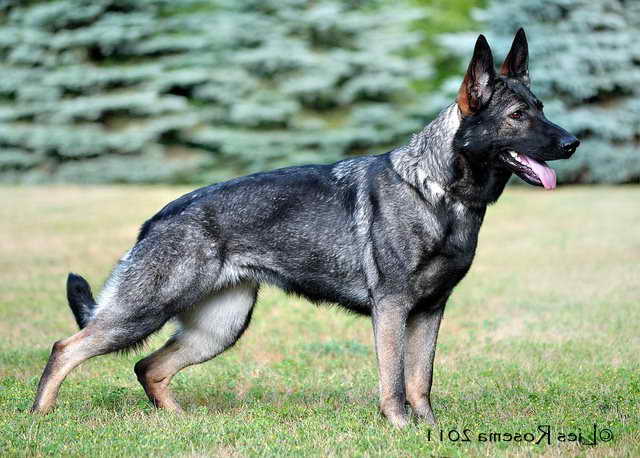 German Shepherd Dog
