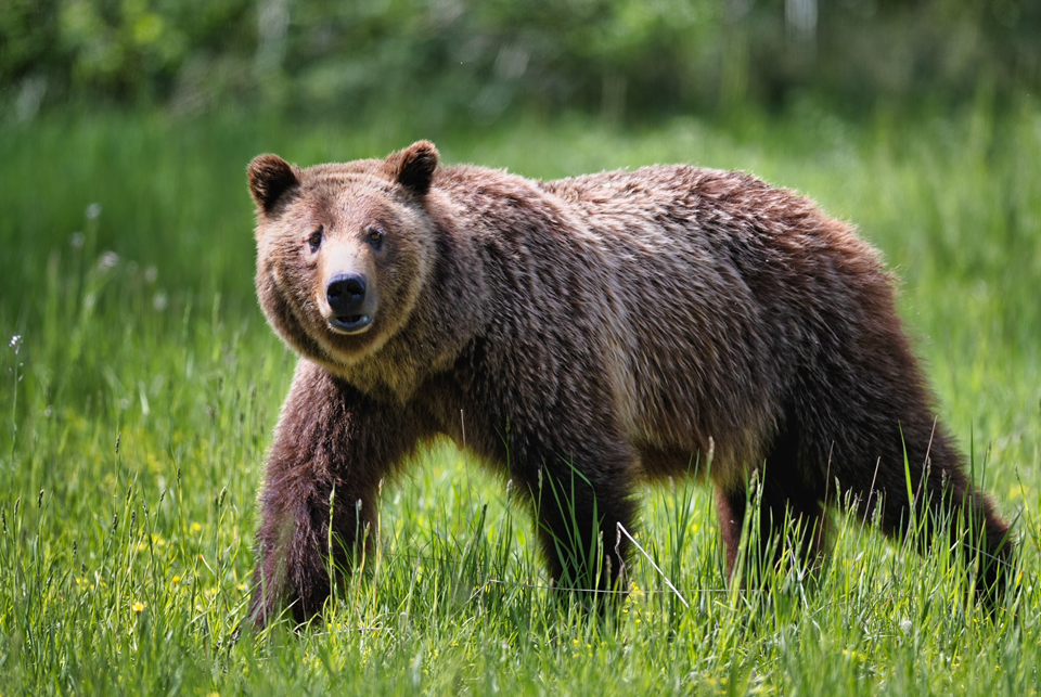 big momma bear in grass meadow