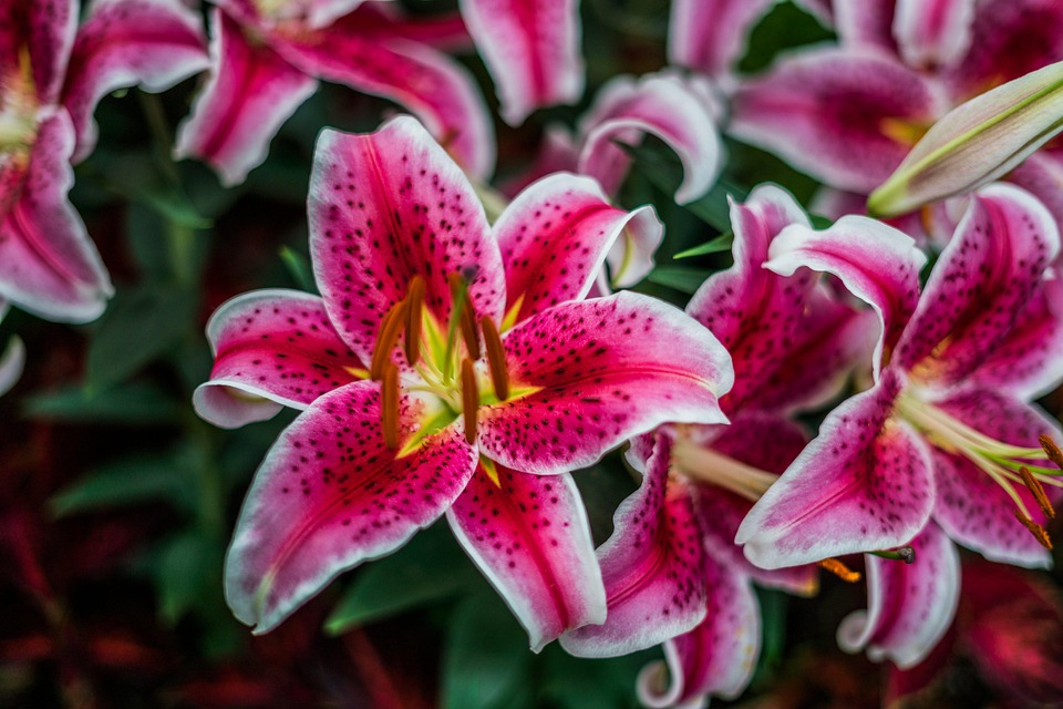 pink lilies
