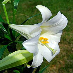 white lily