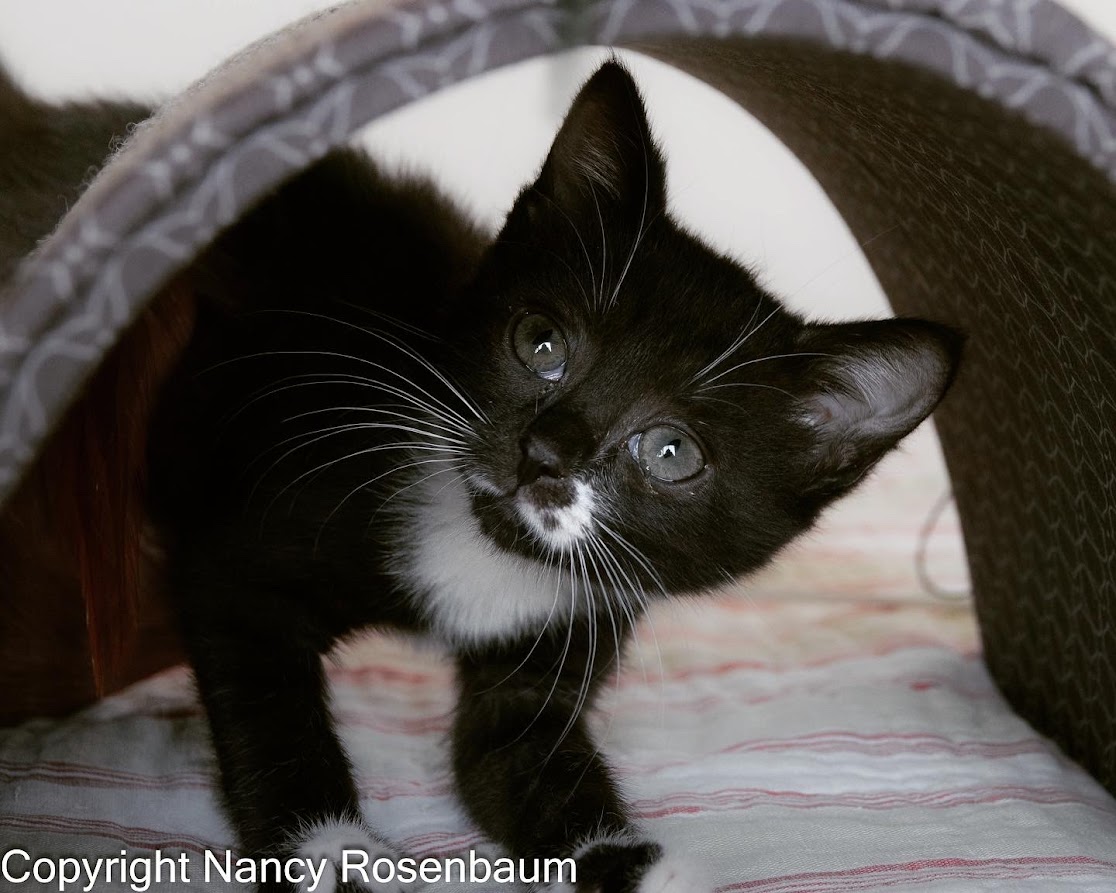 Tamarindo the cute tuxedo cat