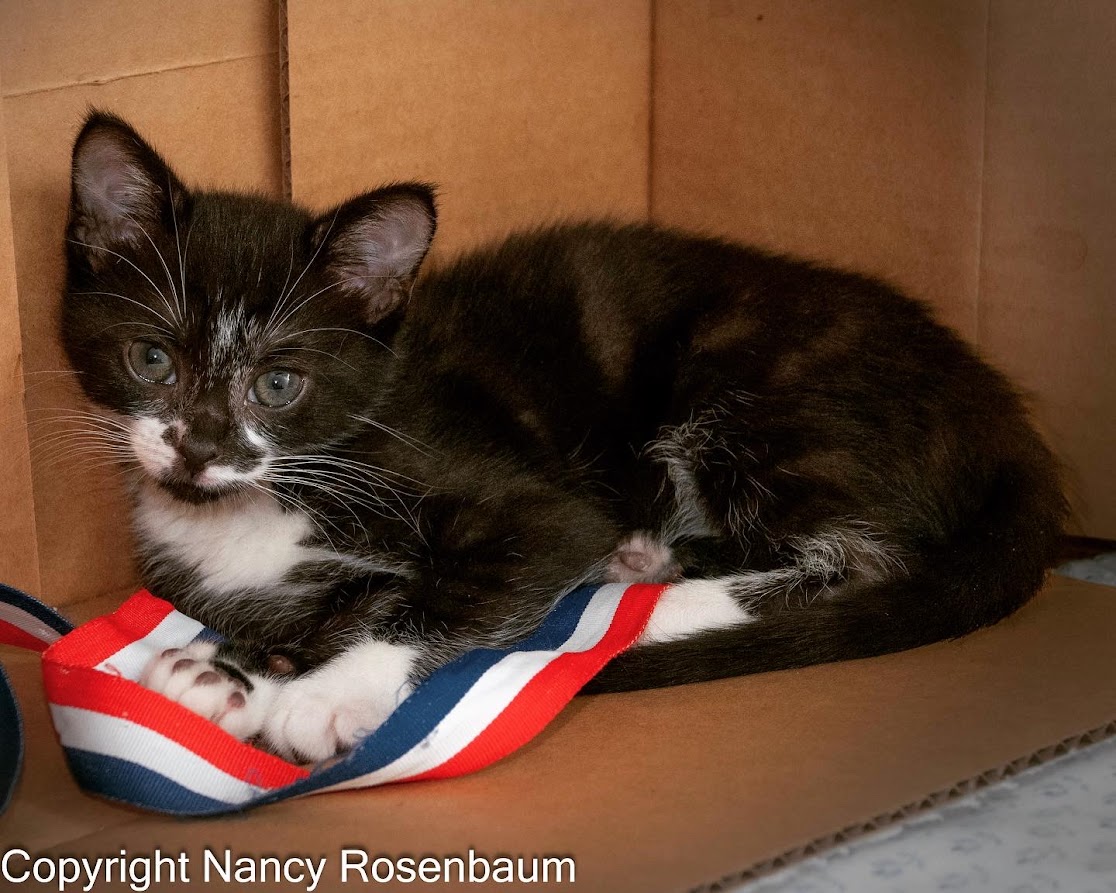 Trinidad the cute tuxedo cat
